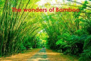 bamboo used for