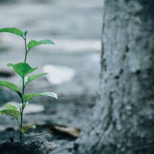 Environmental NGOs