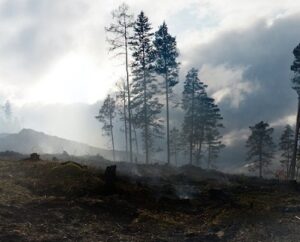 persistent organic pollutants