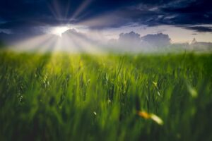 Sustainable Agriculture