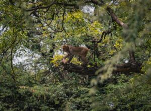 Effects of Deforestation
